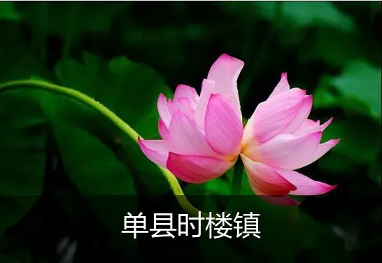 单县时楼镇