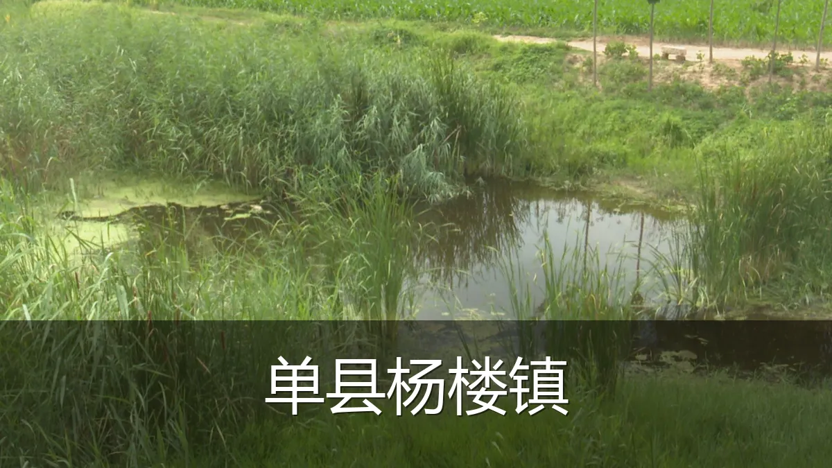 单县杨楼镇